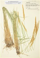 藏品(拂子茅屬)的圖片